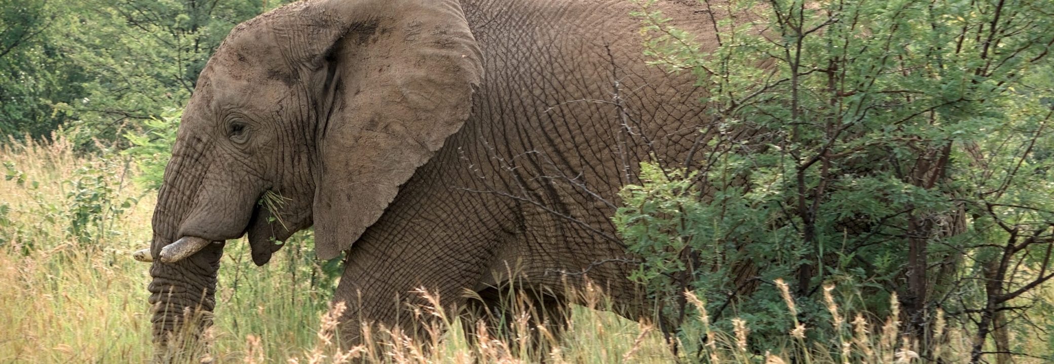 animal-8857572