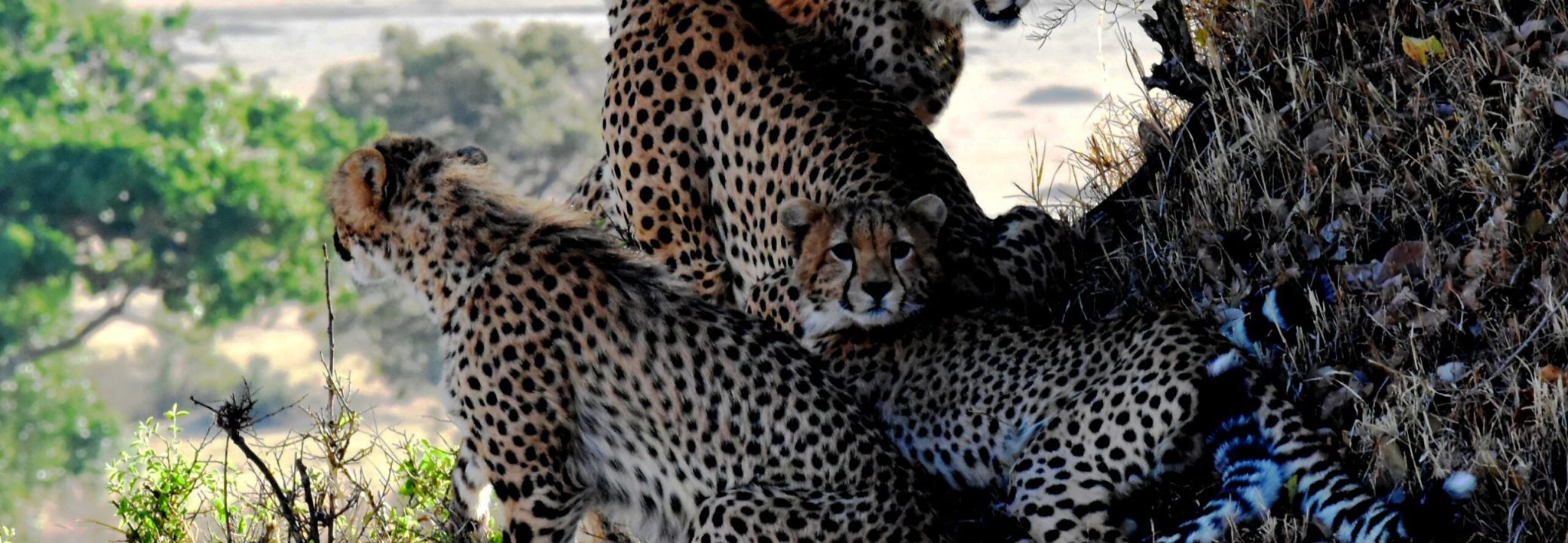 cheetah-1522232
