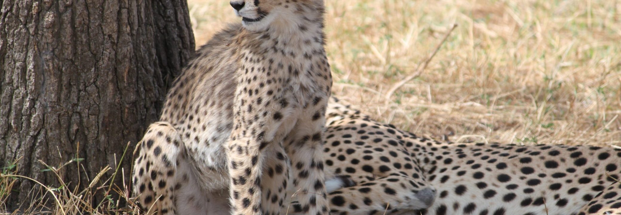 cheetah-2199635