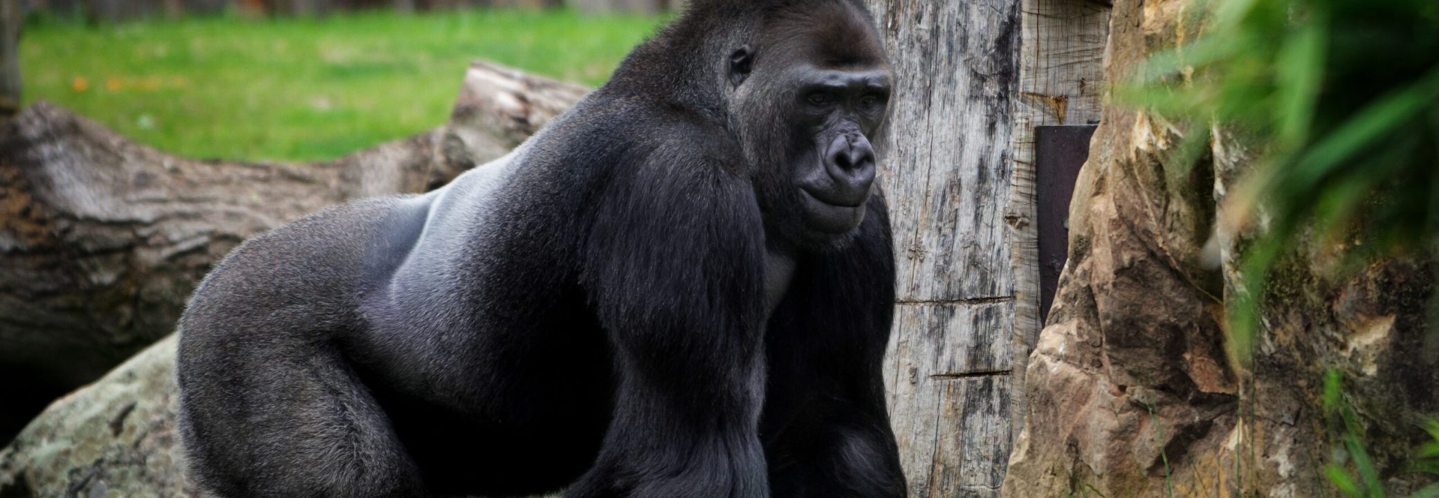 gorilla-5286468
