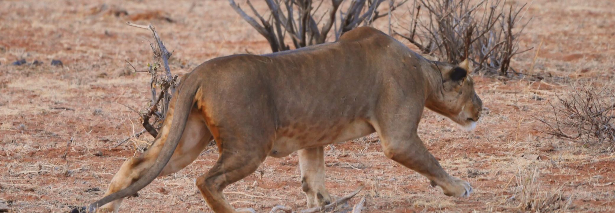 lion-2668637