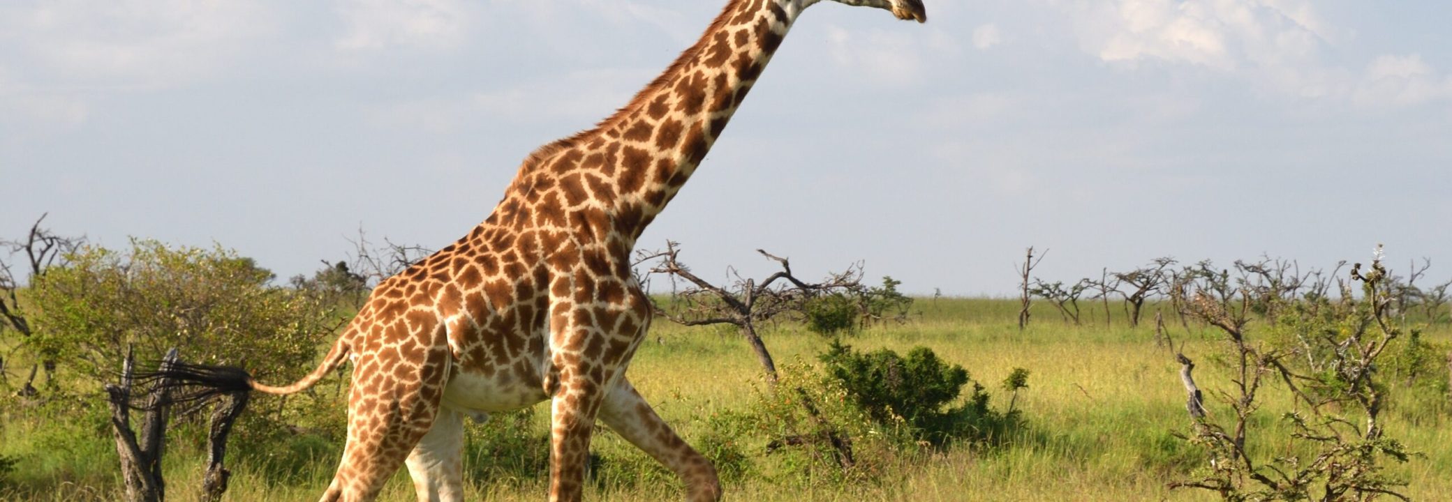 masai-giraffe-7235505